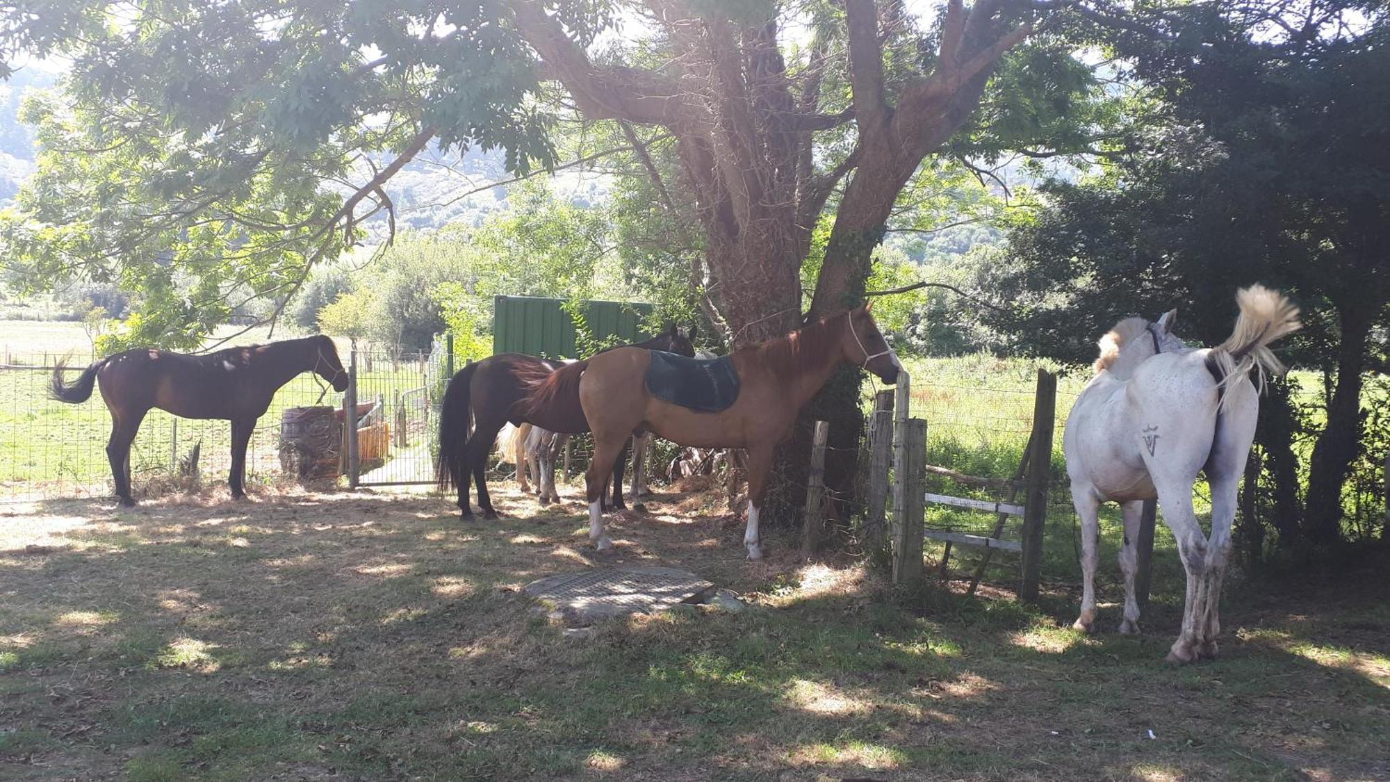 Apartamento Rural Zuri Cotorrio Exterior foto